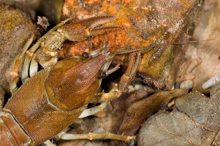 gambero, fiume, austropotamobius pallipes, val d'aveto